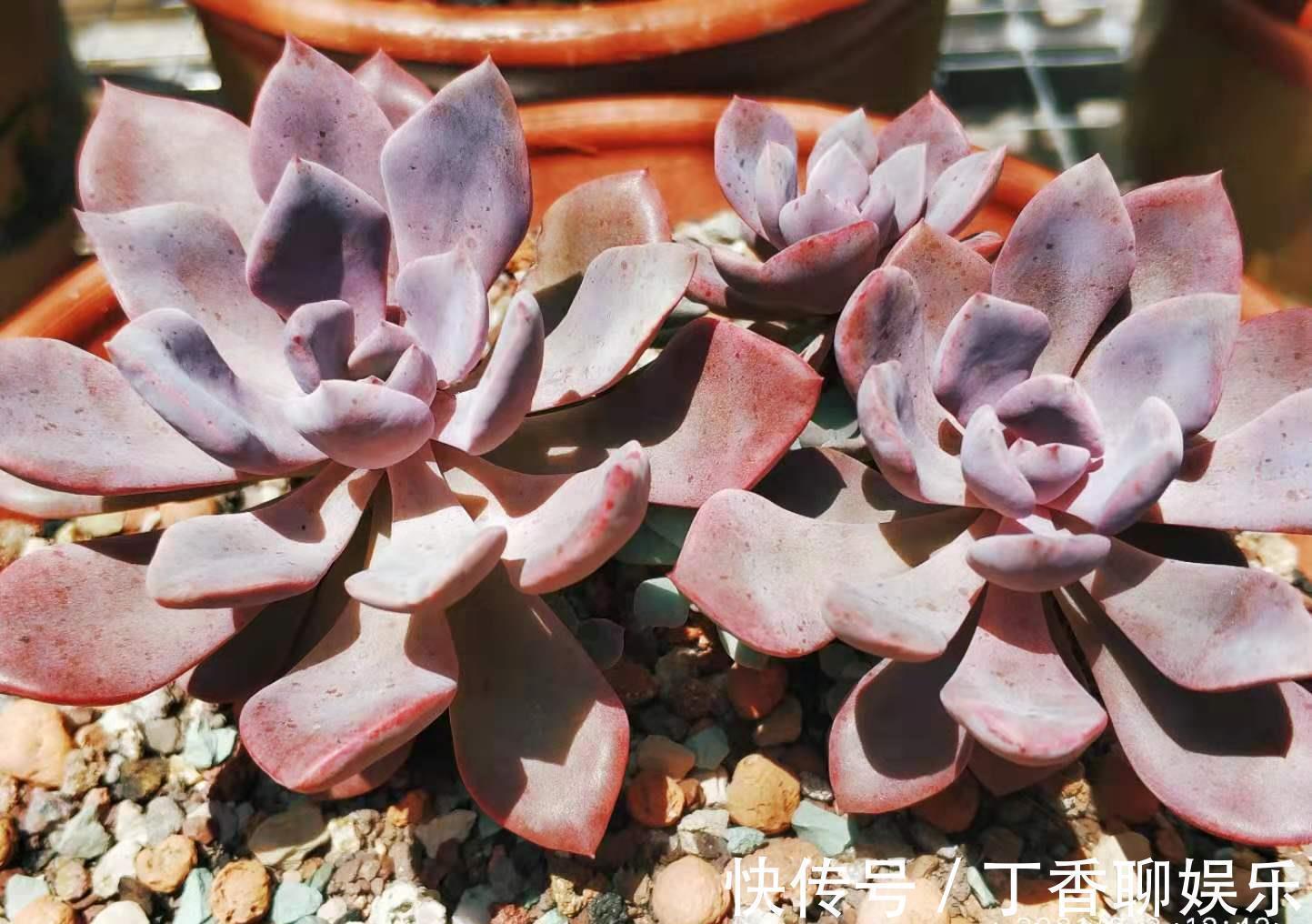 此8种多肉夏天不怕晒,反而越晒越好看,资深肉友都喜欢养