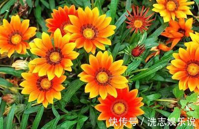 喜欢养菊，那就养盆漂亮的菊花，这花亮丽动人，花开上百天