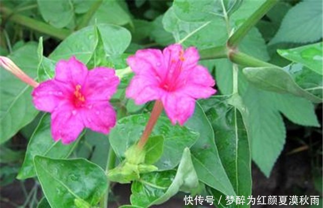院子养花,不如养些“花中精品”紫茉莉,花型多样,繁花似锦