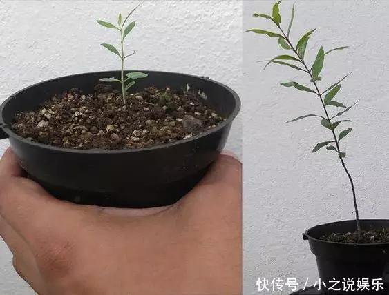 吃完这4种水果,我把籽扔花盆里,秒变小森林!