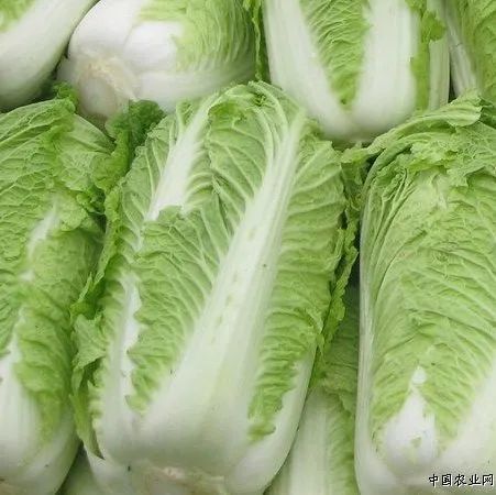 深秋1碗汤，滋补又营养，今晚就给孩子做！