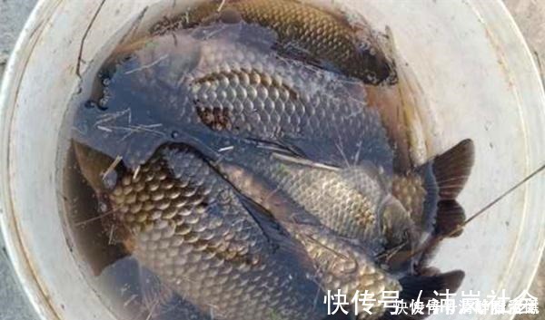 丁香|分享自用的三香酒米制作方法，野钓大鲫鱼，这种酒米少不得！