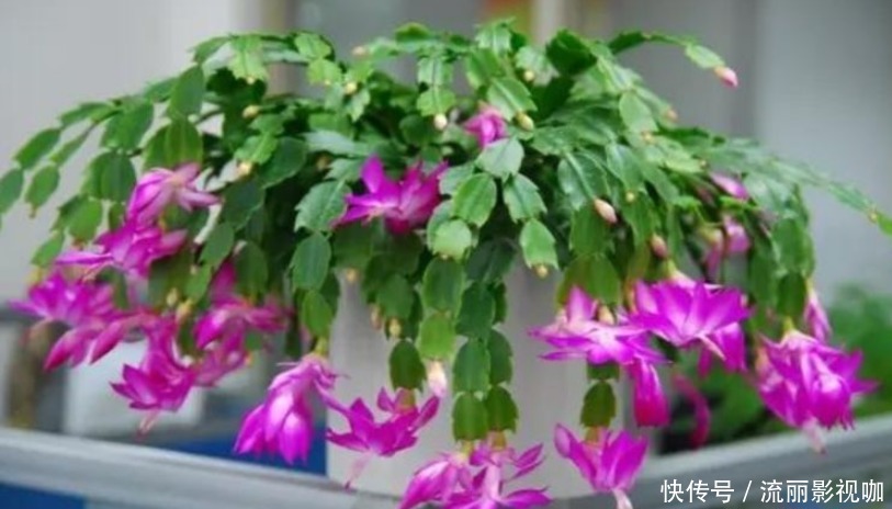 蟹爪兰爱吃“糖”,7天1次,花苞冒出来,满盆都是大花朵!