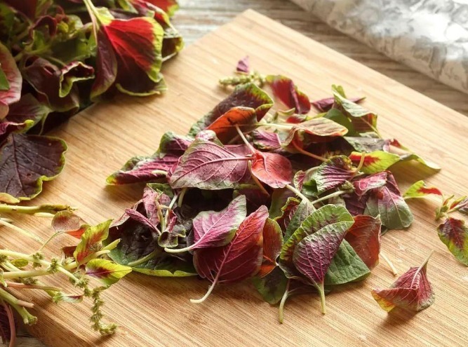 腮腺癌|除了蒲公英，这4种野菜也是“抗癌良药”，最后一种现在挖正合适