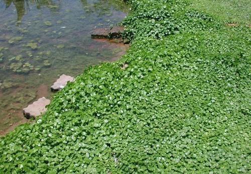 种花|3种花很强悍，盆栽容易爆盆，地栽需三思，泛滥成灾难清除