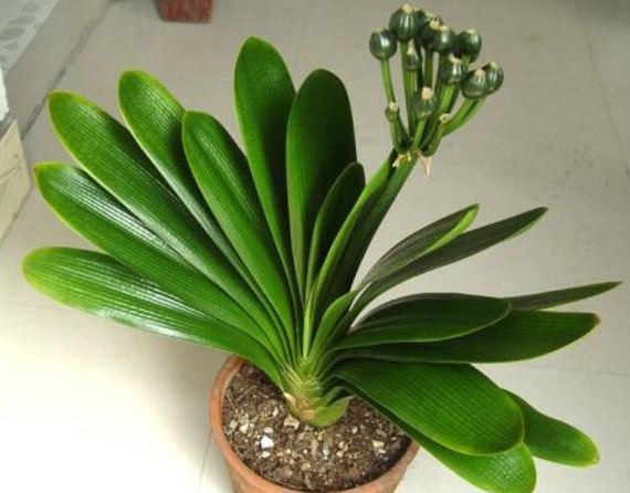 花盆里倒点“白色溶液”,君子兰越长越肥厚,一年开了3次花!