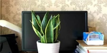 客厅2个地方,千万别养花,不能忽视,养了也尽快搬走