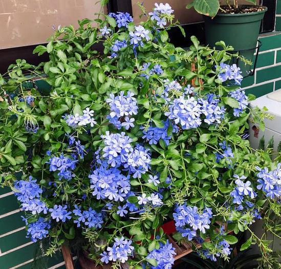 秋季|秋天养花，5买5不买，买错了浪费钱又闹心