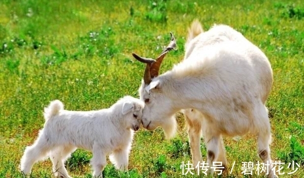 生肖鸡|惹不起的生肖羊、生肖牛、生肖鸡，12月开始逆风飞翔，事业有成