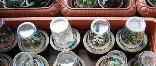 塑料杯子没用？给多肉植物扣一个，叶子马上变圆润又水灵