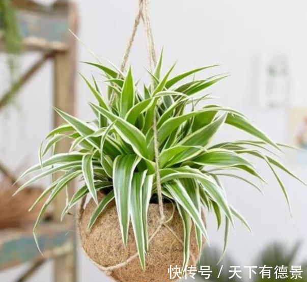 长势|养吊兰只会这一招,难怪叶尖发黄长势差,赶紧改正四季油绿