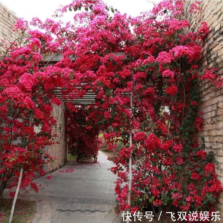 三角梅不开花春天记得做好2点,花芽嗖嗖冒,一年开花180天