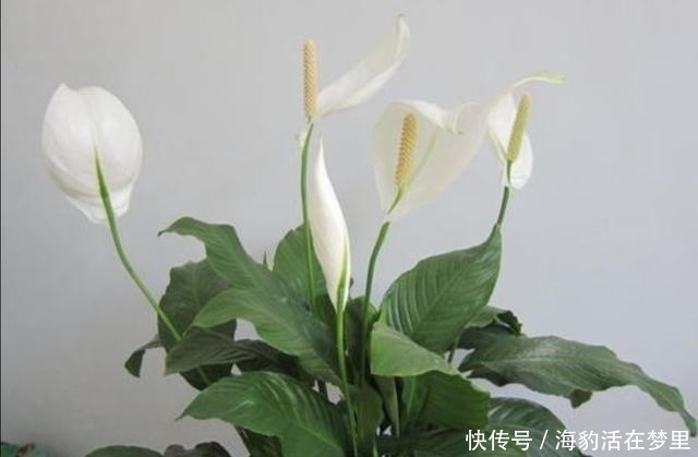 金钱树|春节什么花值得买,6种寓意吉祥、财运亨通的花卉,新年养上一盆