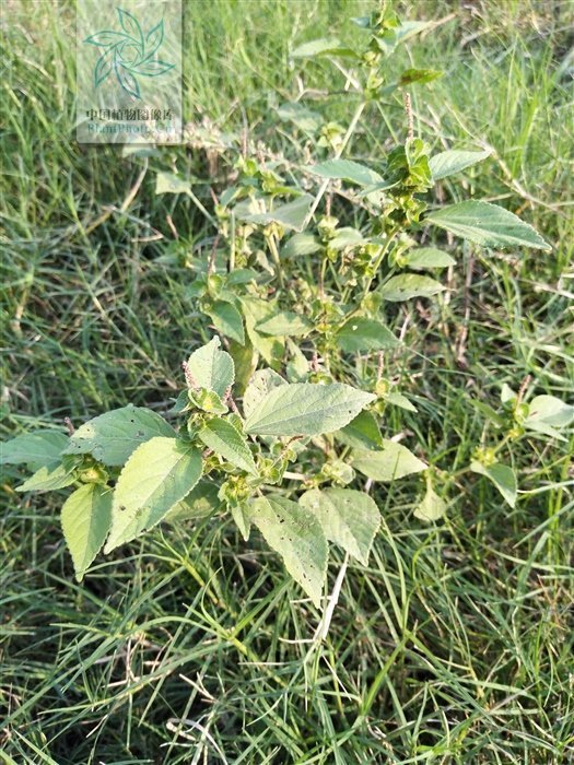 铁苋菜,见过吗解毒利湿,收敛止血用于肠炎,痢疾