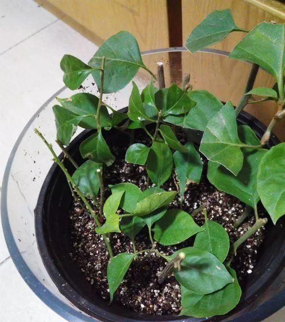 春季扦插三角梅,“随便”剪点枝,白糖当生根粉,沾土就生根