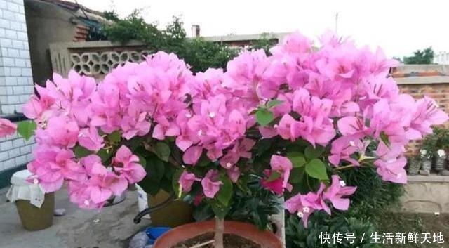 想让三角梅变“开花机器”,注意这几点,叶片不黄,花开不断!