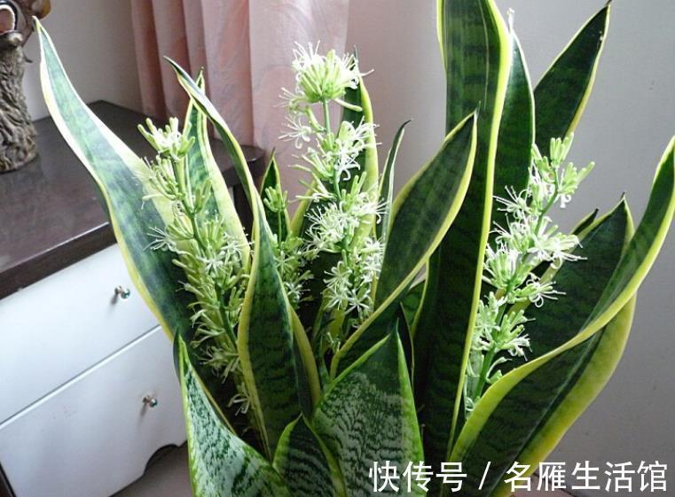 叶子|虎皮兰有4怕，及时避开才能长出新芽，叶片挺拔越养越旺