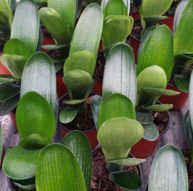 叶片|君子兰,即将“休眠期”,注意3个养护技巧,才能绿油油花苞多!