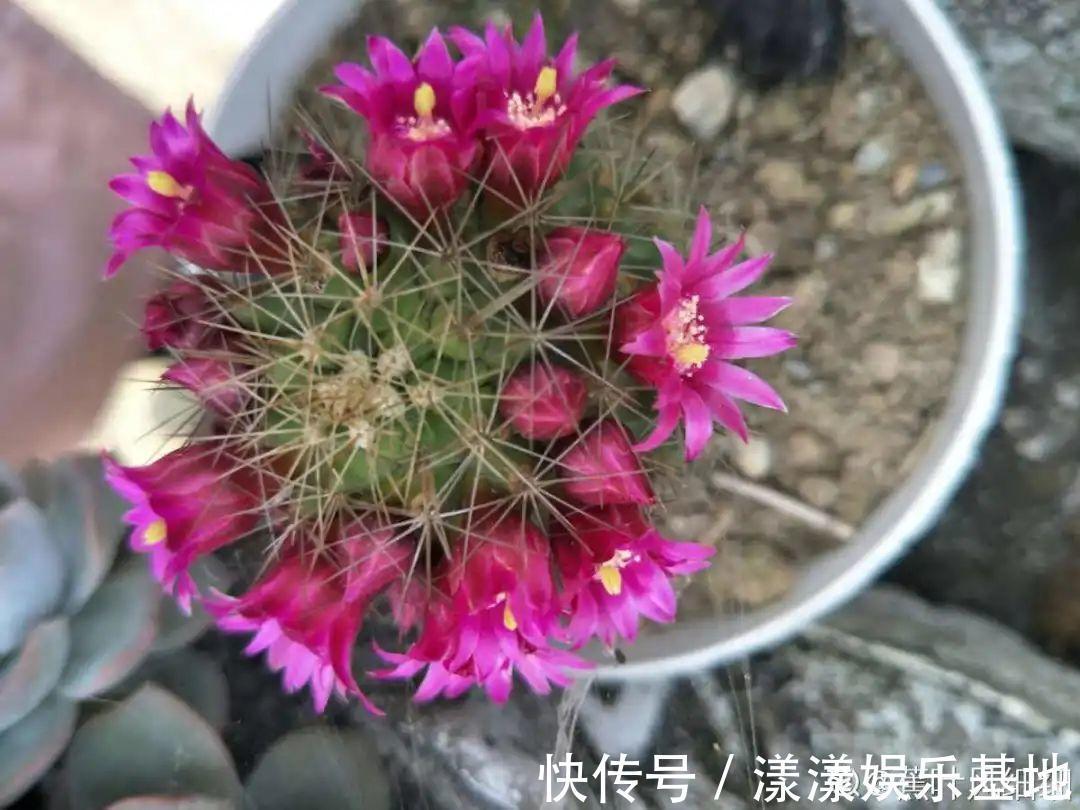 10种花要控水,天热反而不能浇,一浇水就死