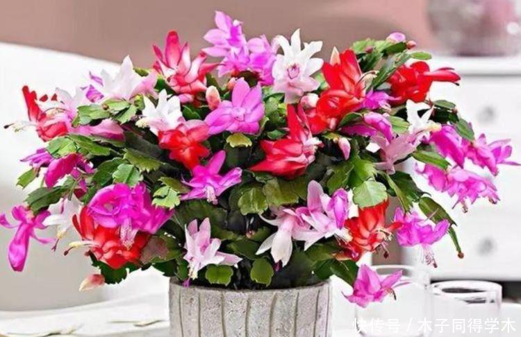 适合养在阳台的花卉,漂亮又好闻,全年开花不断,花开美观又大气