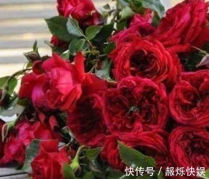 都说红龙月季花,玫瑰国度的天使表示不服,且看他们的PK