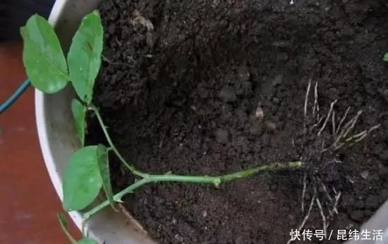 养花|养花爱好者看过来这15种花现在“扦插”,生根快,一个周就长芽