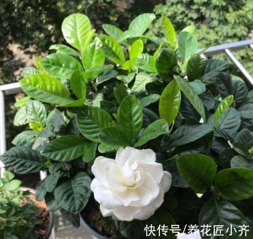 花盆|秋季是买花的季节,买到“黄泥”花苗,学会上盆缓苗,养好挺简单