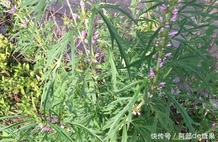 比保健品健康的野草，农村许多地方都有，是女性健康的理想食物