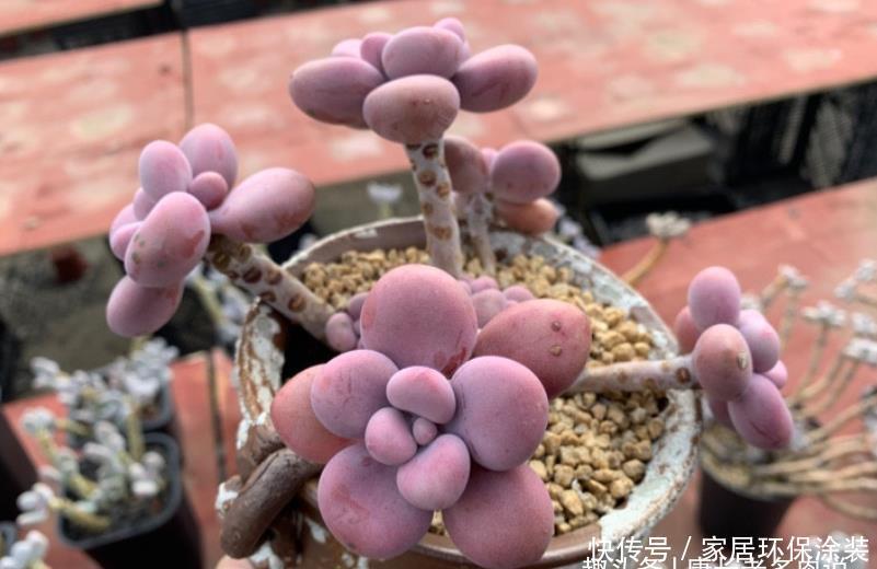桃蛋|多肉从小苗养到爆盆是什么感觉?以前有成就感,现在觉得有点尴尬