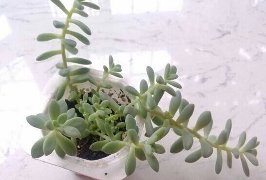 多肉徒长太难看，别急，1分种教你变“群生”和“老桩”！