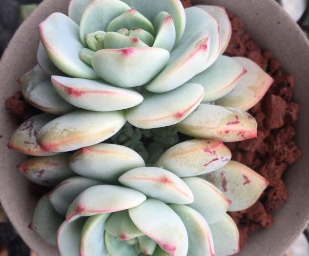 露养的多肉植物放进屋子化水了赶紧学会这些，狂长不冻伤