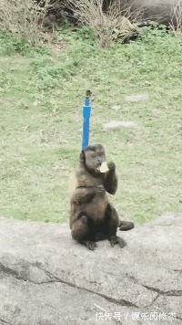 |搞笑GIF:这个猴的进化是不是太快了,脸已经成形了!