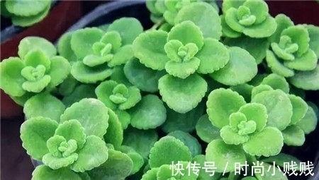 六种花是有名的“生活小帮手”,建议养一盆,以备不时之需