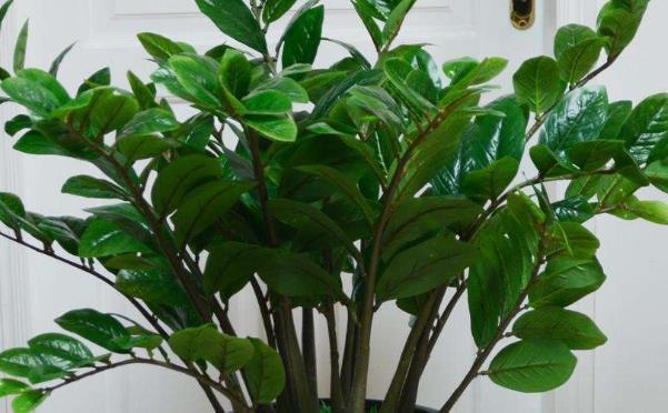 玉树|室内必须养的“镇宅树”，旺财又养人，尤其第三种，越养越值钱