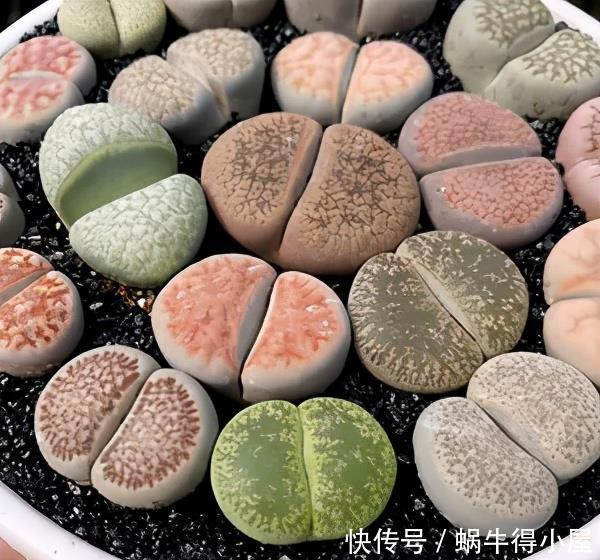 多肉植物|3种多肉不怕阴,北阳台摆几盆,清新可爱,生机勃勃