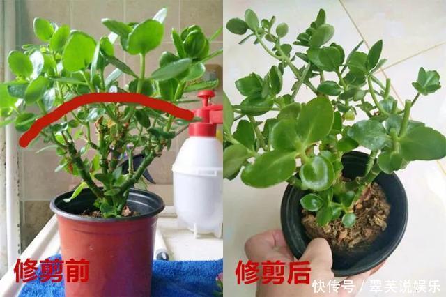 百菌清|养长寿花,遇到2种枝条“不能留”,要不全军覆弄、不开花