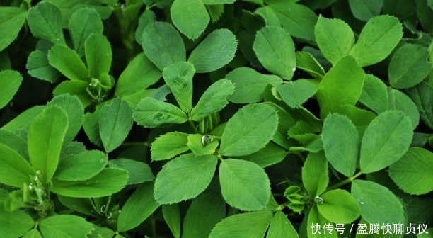 春天里最好吃的9种野菜,再不吃,过了这个月,就要等一年才能有