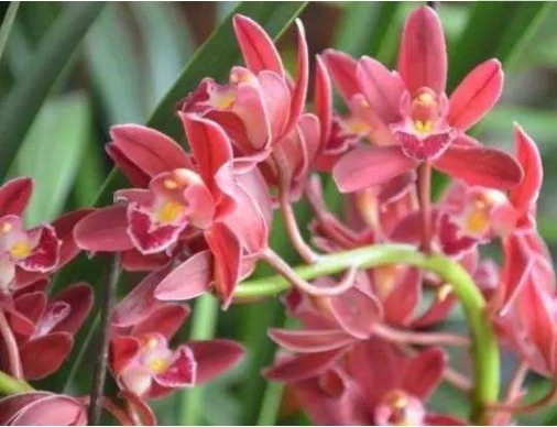 家养这些小花，芳香满屋，全年开花，干美枝青叶秀，花型秀美多样