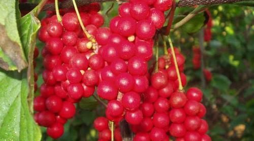 藏在身边的天然“强肝王”,每天吃一点,养肝排毒,更健康!