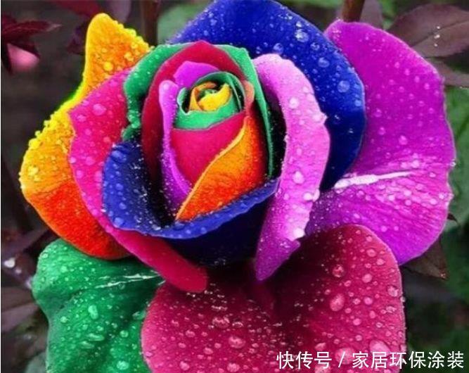 谁见了都喜欢的“4种花”,好养又漂亮,花香优雅,迷倒人!