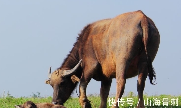 生肖|虎虎虎的最佳配偶，和他们做夫妻，婚姻苦尽甘来，幸福美满