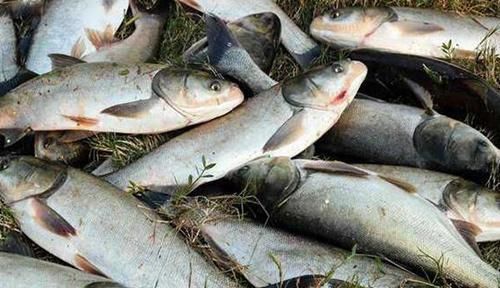 野钓必杀技：盘点民间这些窝料“野路子”，连竿上鱼的秘密绝招！