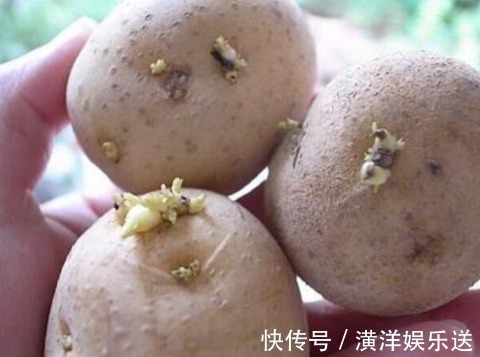 土豆发芽了没办法吃，但是却有大用处，别傻傻扔掉了