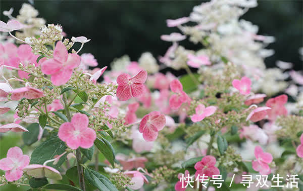四季|可爱迷人的3种花,美不输玫瑰,四季开花,种植容易,很值得入手