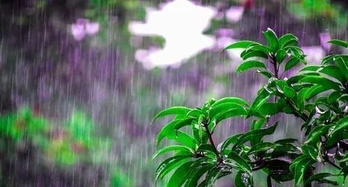 下雨天,这些花快扔出去,淋一淋,呼呼冒新芽,花开一大盆