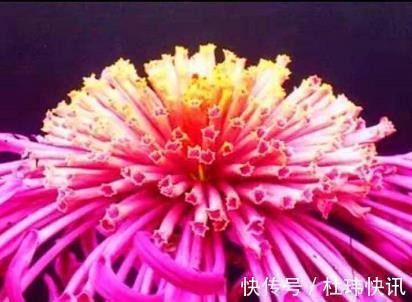 喜欢养菊，不如养盆”菊中珍品“慈育万物，似旭日东升，亮丽多姿