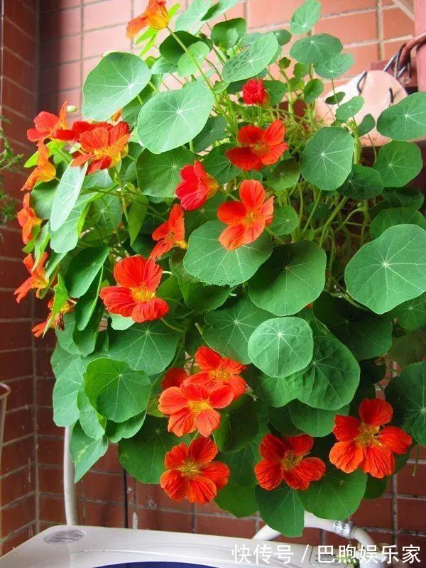 枝条|家里有这6种花,赶紧挂起来,长的快、开花一年比一年多!