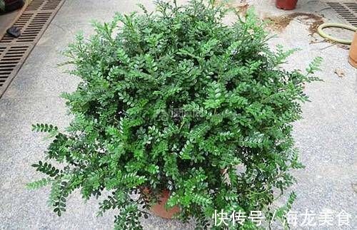 飘香|1种可以驱蚊的植物，比绿萝还好养，耐寒又耐热，养一盆飘香满屋