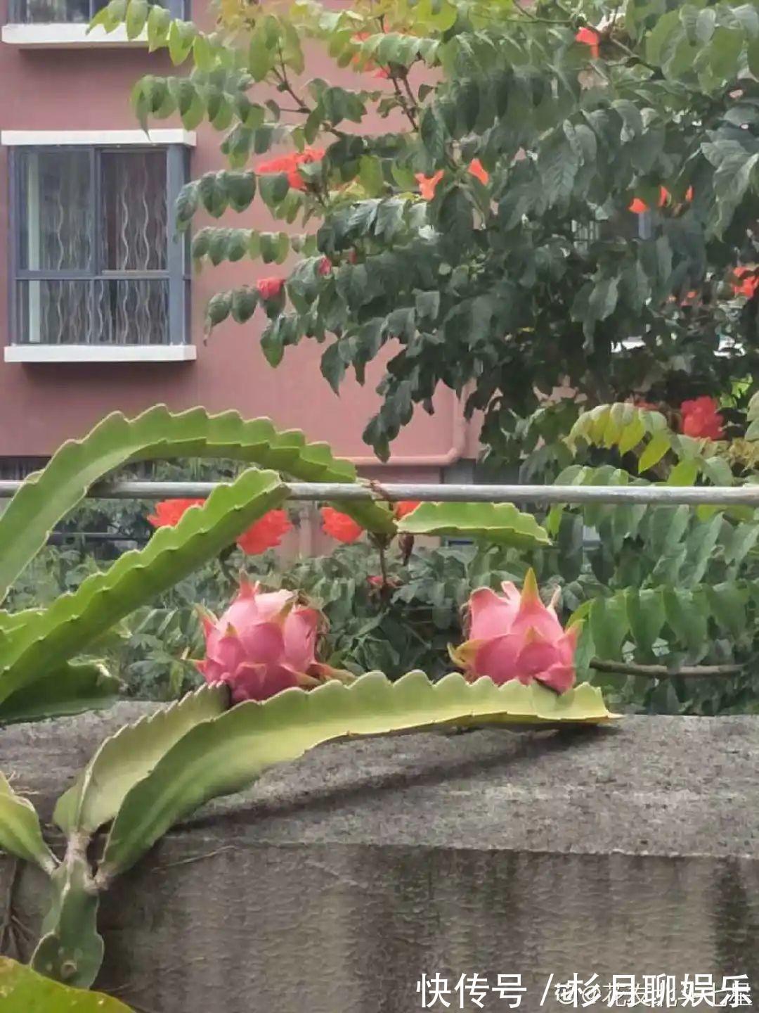 昙花|大爷家荷花种在花盆里,1次开花20朵,比巴掌还大!