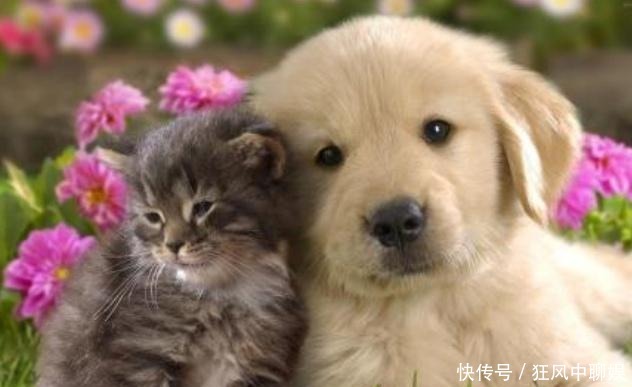 李时珍|人为什么不吃猫肉?李时珍在《本草纲目》中,早已告诉了我们原因